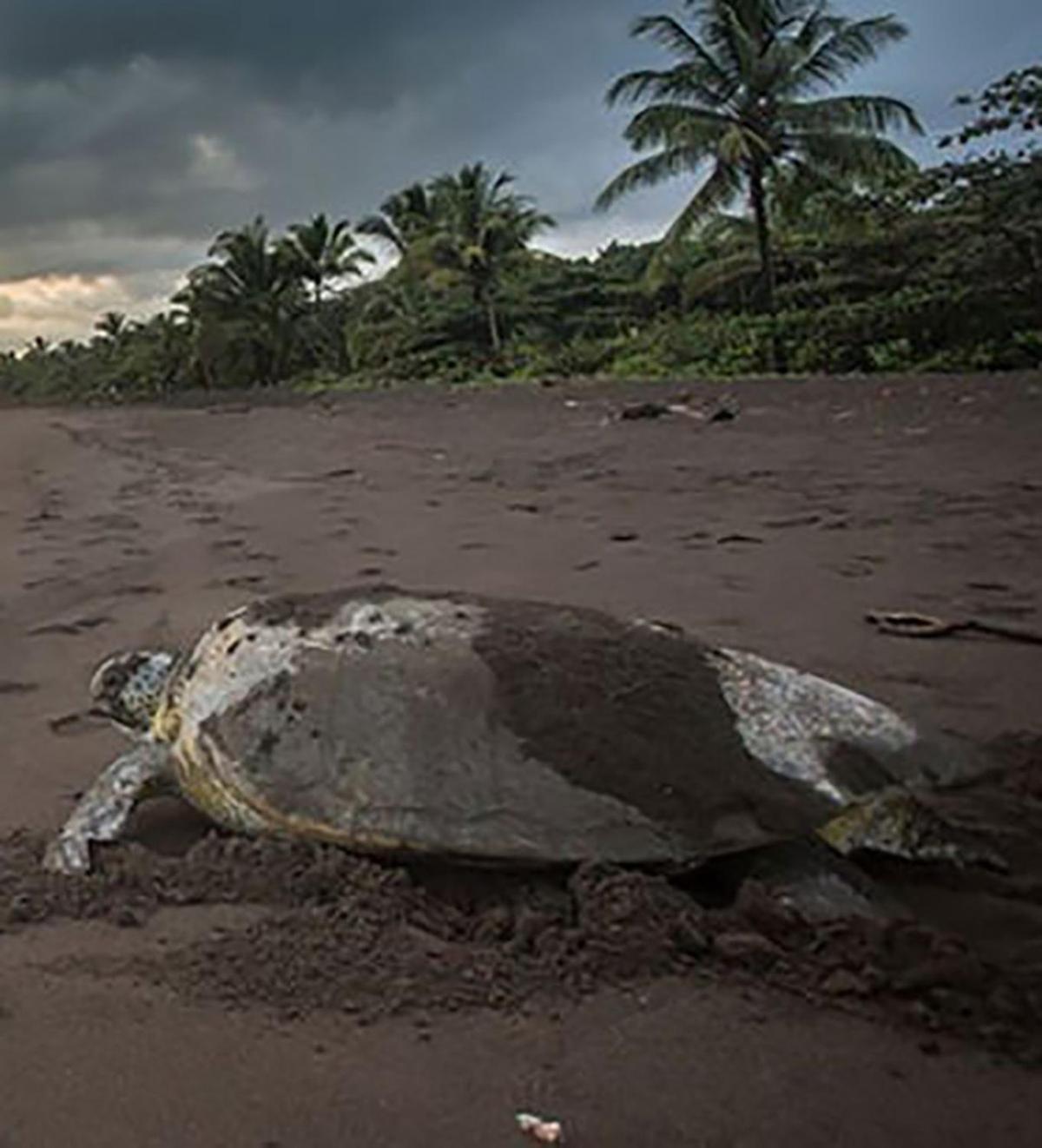 Chilamate Room 2 Tortuguero Eksteriør bilde